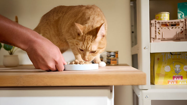 Choosing Perfect Pet Feeding Essentials