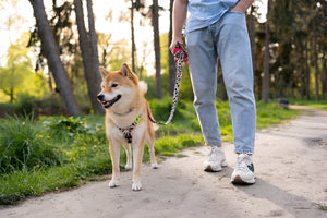 Finding Reliable Pet Leashes For Daily Walks