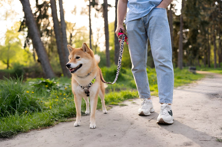 Finding Reliable Pet Leashes For Daily Walks